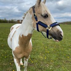Hollandsk Sportspony SweetHeart