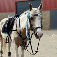 Hollandsk Sportspony SweetHeart