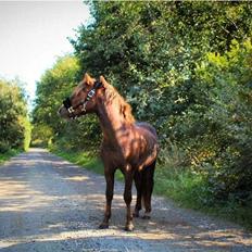 Welsh Mountain (sec A) Callunas Lucky Luke | Fighter | [Solgt]