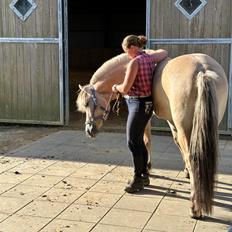 Fjordhest Klostermarkens amaryllis