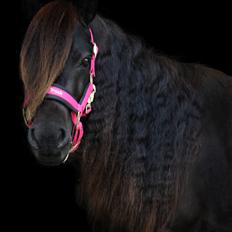 Shetlænder Dalbo’s Ariel (Diaz)