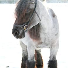 Belgier Møllegaardens Titus (TY)