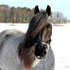 Belgier Møllegaardens Titus (TY)