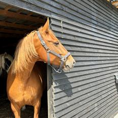 Frederiksborg Vestergårds Cimmy 