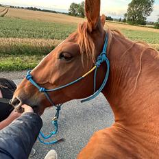 Frederiksborg Vestergårds Cimmy 