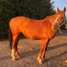 Frederiksborg Vestergårds Cimmy 