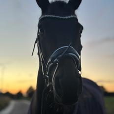 Fuldblod (XX) Nymarks Tristan 