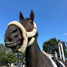 Fuldblod (XX) Nymarks Tristan 