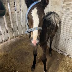 Irish Cob Her’s Mackie