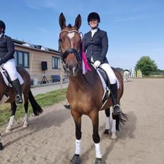 Dansk Varmblod Epona af højvang