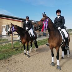 Dansk Varmblod Epona af højvang