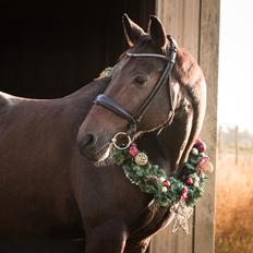 Dansk Varmblod Holstegårds super power