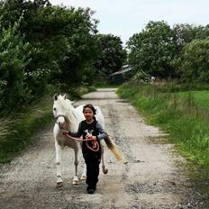 Welsh Pony (sec B) Aastrupgaards Gold Mist