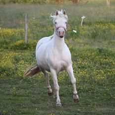 Welsh Pony (sec B) Aastrupgaards Gold Mist