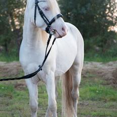 Welsh Mountain (sec A) Greenhills (dk) Special Design