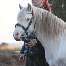 Welsh Mountain (sec A) Greenhills (dk) Special Design