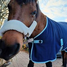 Anden særlig race Kallestrups inaya o'shar