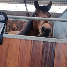 Anden særlig race Kallestrups inaya o'shar