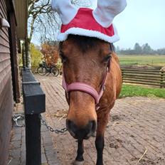 Anden særlig race Kallestrups inaya o'shar