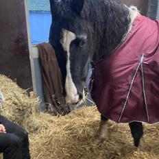 Barockpinto Cuba fan stald barok 