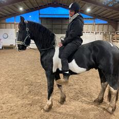 Barockpinto Cuba fan stald barok 