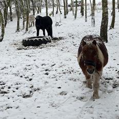 Anden særlig race Supermand