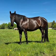 Pura Raza Española Joya MAR 
