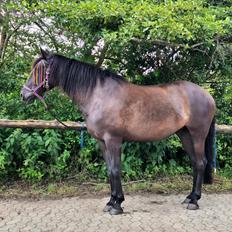 Pura Raza Española Joya MAR 