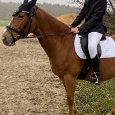 Dansk Varmblod race ikke sikkert lukas
