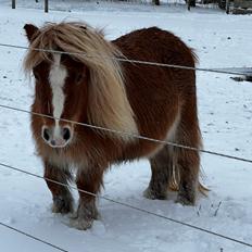 Shetlænder Hjorthøj Alli