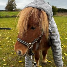 Shetlænder Pippi krusemynte rulgardenia