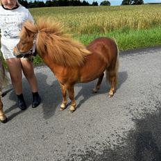 Shetlænder Pippi krusemynte rulgardenia