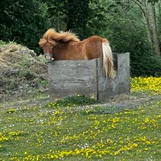 Shetlænder Pippi krusemynte rulgardenia