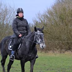 Hollandsk Varmblod Molle