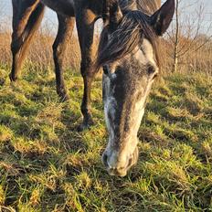 Hollandsk Varmblod Molle