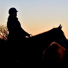 Hollandsk Varmblod Molle