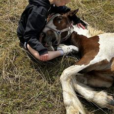 Tinker Ahlmann's brown girl tessa ( Solgt) 