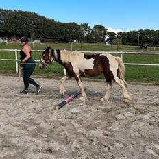 Tinker Ahlmann’s Brown Girl Tessa