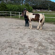 Tinker Ahlmann’s Brown Girl Tessa