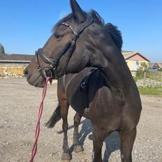 Traver Dunella Kårsgård 