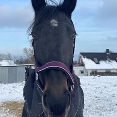 Traver Dunella Kårsgård 