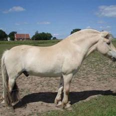 Fjordhest Tjalfe (på de evige græsmarker)