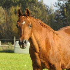 Arabisk fuldblod (OX) Betia ox