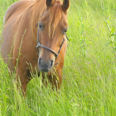 Arabisk fuldblod (OX) Betia ox