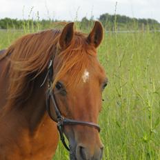 Arabisk fuldblod (OX) Betia ox