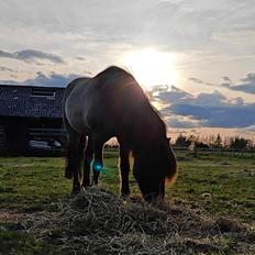 Islænder Frigg fra Marcusminde 
