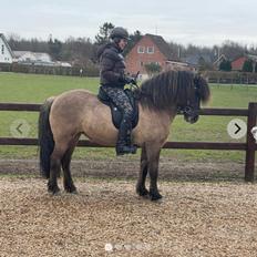 Islænder Frigg fra Marcusminde 