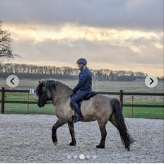 Islænder Frigg fra Marcusminde 