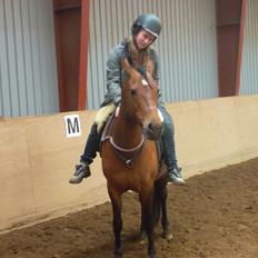 Anden særlig race Hylkegaardens Little Star (Lille Star)