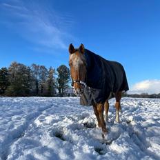 Knabstrupper Frederiksstens viliam